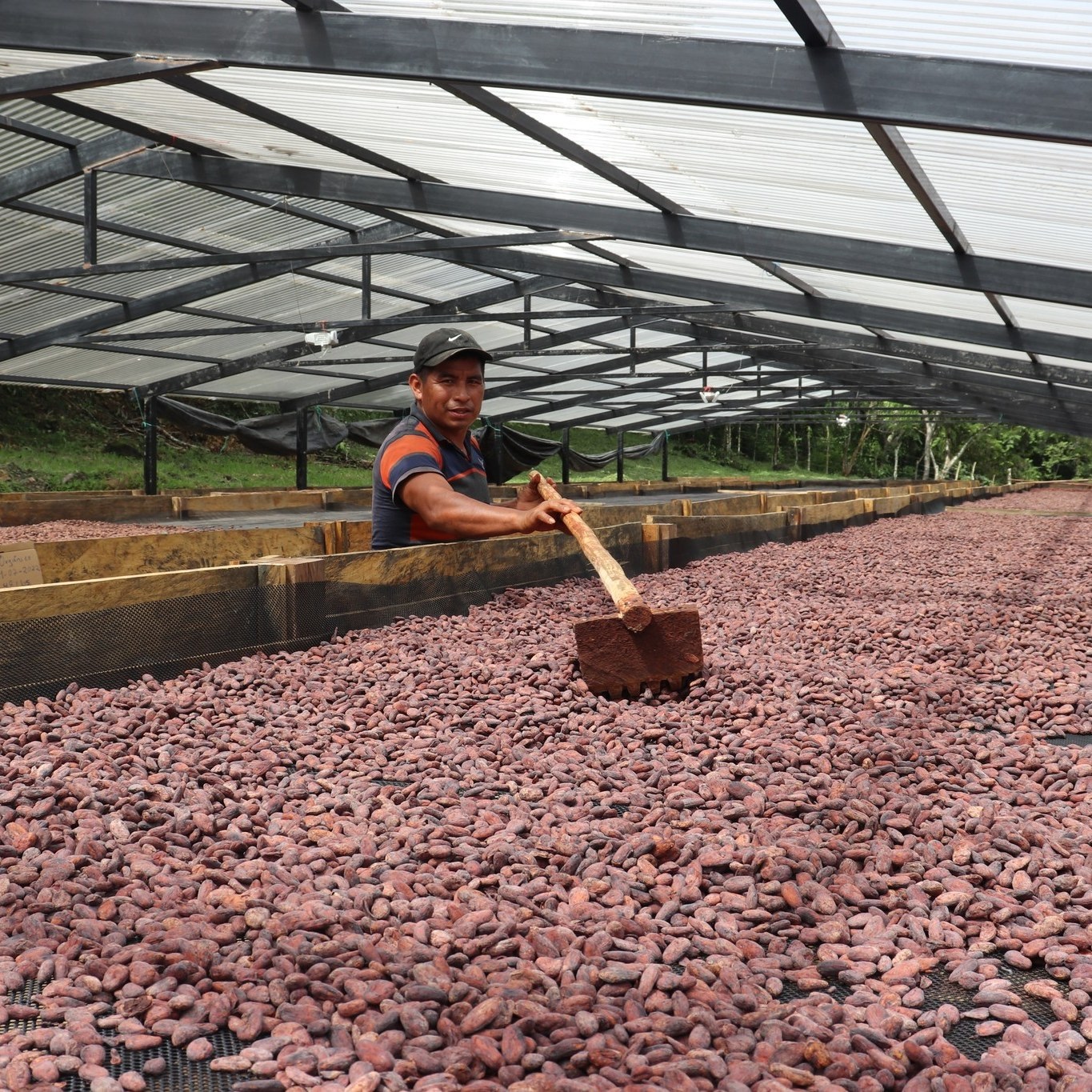 Cocoa Drying