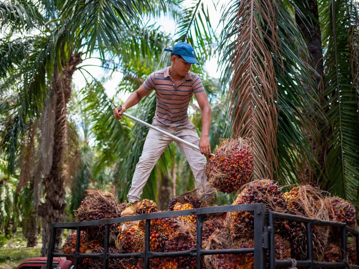 Palm Harvesting